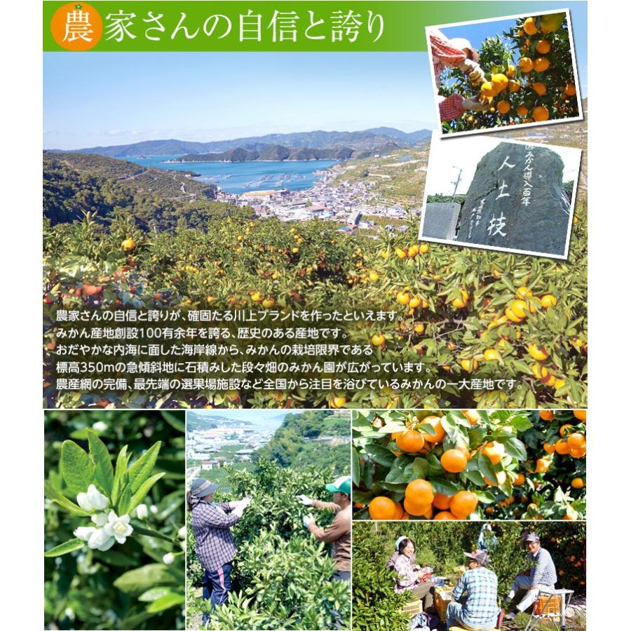 JAにしうわ 愛媛 西宇和産 川上みかん 大玉2Lサイズ 約3kg×3箱 送料無料 ギフト お歳暮 みかん
