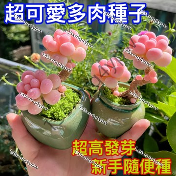 熱銷 24H發貨 多肉種子（100粒）100款多肉種子 四季播種 超可愛多肉種子 稀有多肉 小兔子多肉種子 玉露多肉種子
