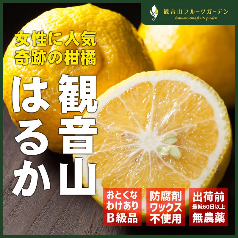 はるか やんちゃ娘 訳ありB級品 2kg 和歌山の農園から直送 観音山フルーツガーデン 送料無料