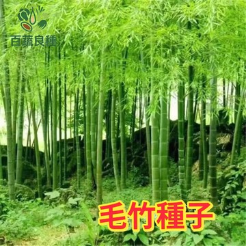 毛竹種子 孟宗竹苗 竹仔栽 觀賞竹子 庭院造景 室內盆栽 綠化植物 種子盆栽 園藝植栽 竹類植物