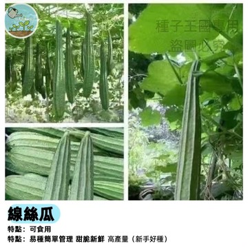 線絲瓜種子（八角絲瓜）瓜絡專用種 長型絲瓜 耐熱品種 家庭菜園 棚架攀藤 瓜類蔬菜 有機種植
