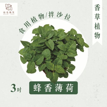 【拈花微笑】佛手柑｜蜂香薄荷｜3吋｜香草植物｜食用植物｜調味料｜泡茶飲用｜沙拉｜甜點｜藥用｜精油｜觀賞