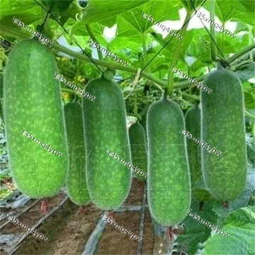 冬瓜種子大全（100粒） 四季種植 高產 巨型冬瓜 粉皮冬瓜 白皮冬瓜 黑皮冬瓜 爬藤冬瓜 迷你冬瓜 果蔬種子 庭院陽台