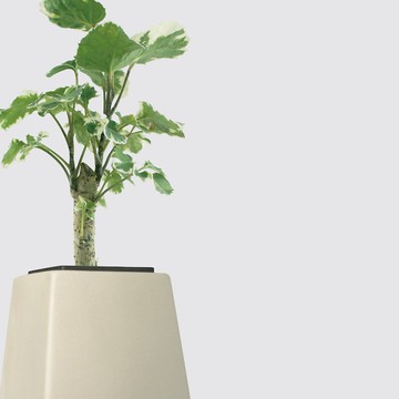 │ 方盆系列 │ 斑葉福祿桐 - 水耕盆栽 陶瓷盆器 辦公室植物