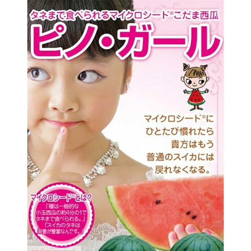 2024年予約 小玉スイカ 山形 送料無料  尾花沢スイカ 山形産 小玉敬老の日 お彼岸 西瓜 贈答用  訳あり 農産物