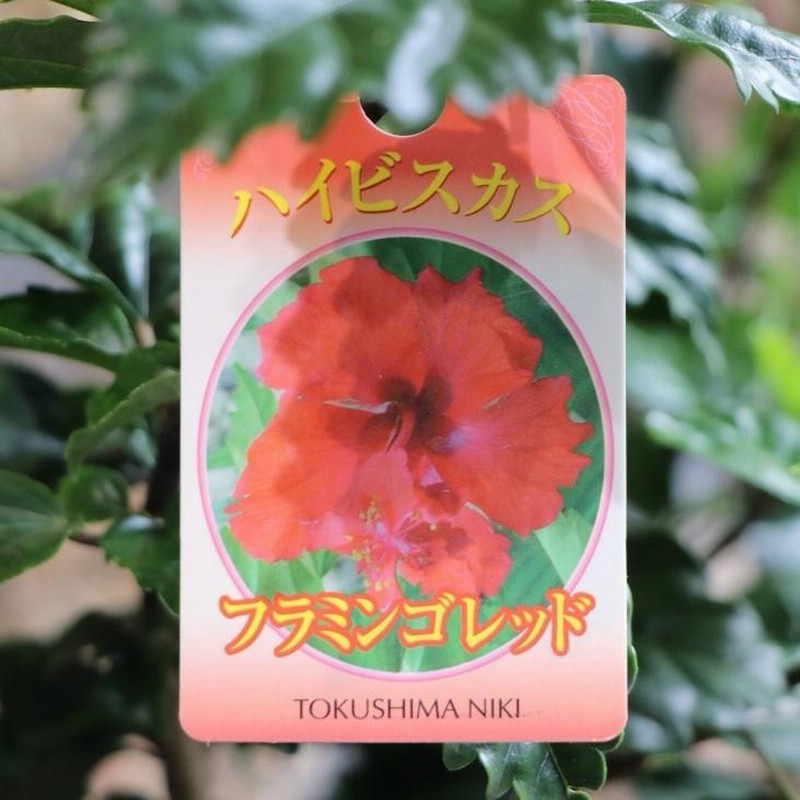 ハイビスカス フラミンゴ レッド 5号鉢 鉢花 寄せ植え 鉢植え