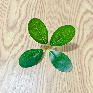 仿真樹葉 假樹葉 假楊梅葉仿真楊梅葉水果裝飾綠葉子塑料假樹葉水果包裝綠葉小綠葉