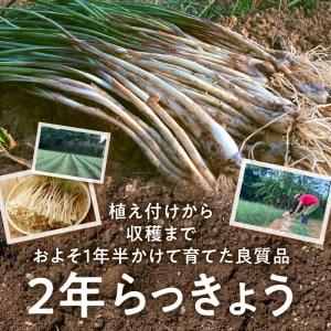 ふるさと納税 奄美の島らっきょう 1kg 露地栽培 12月以降お届け 先行予約 おつまみ 天ぷら おかか和え 奄美産 鹿児島県奄美市