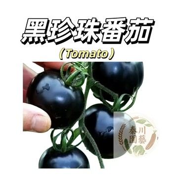 嘉義現貨（黑珍珠櫻桃小番茄種子FQ-2） 黑色小西紅柿生吃甜脆多汁四季播種盆栽果菜蔬菜種子#tomato