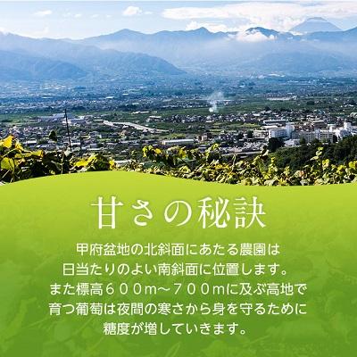 ふるさと納税 山梨市 山梨　旬の葡萄セット2kg(シャインマスカット2房、巨峰2房)(種なし)