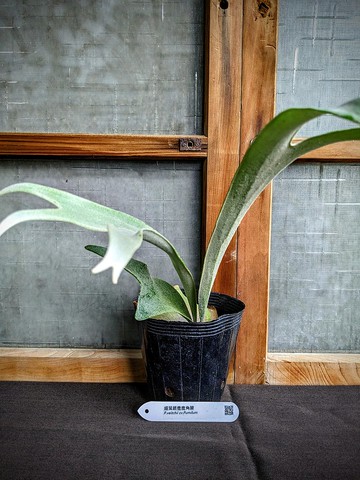 細葉銀鹿鹿角蕨Platycerium Veitchii cv.Pumilum