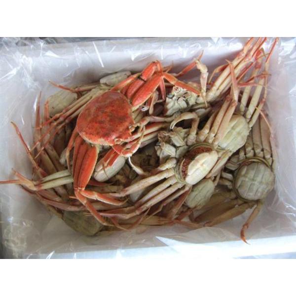 「浜茹でセコ特選-1kg」足折れ品、松葉蟹の子持ち雌■山陰境港、直送！！松葉ガニ