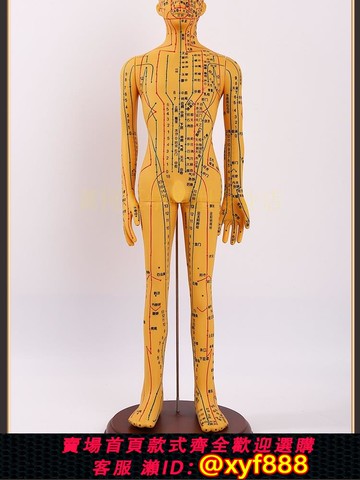 {可打統編 保固一年}穴位模型人針灸穴位人體模型可扎針全身中醫人模經絡醫學教學模型