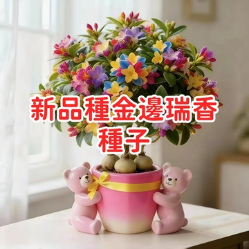 【新品種金邊瑞香種子】觀葉植物 濃香花卉 開運吉祥 室內盆栽 耐陰好養 淨化空氣 年節送禮 開花植物 多年生 台灣現貨