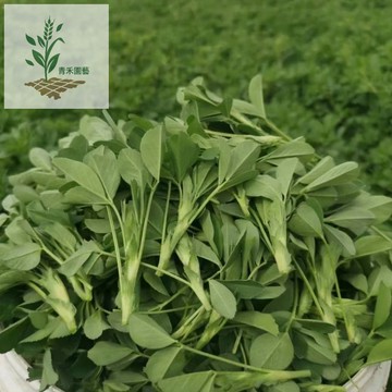 青禾園藝（苜蓿種子）紫花苜蓿籽水培蔬菜 陽台盆栽庭院可種 3-5天快採 免土免肥｜高營養 生機飲食必備