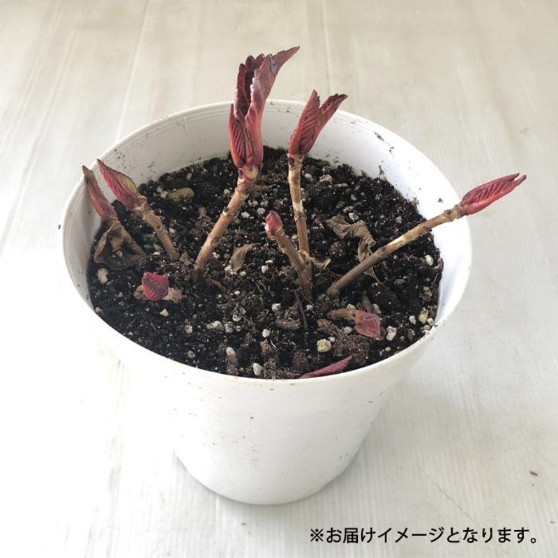 アジサイ フランシー 5号鉢 大苗 花苗 苗木 あじさい 紫陽花 | LINEショッピング