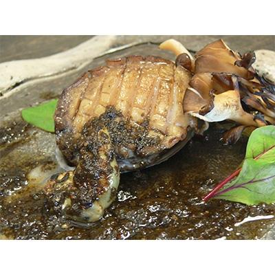 ふるさと納税 湯浅町 やわコリ食感紀州活アワビ 