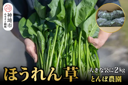 ほうれん草 2kg バラ詰め（大きな袋に2kg）(H091111)