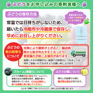 山形のぶどう 巨峰 秀品 約2kg(3～6房)[9月中旬～10月中旬お届け] FS23-861