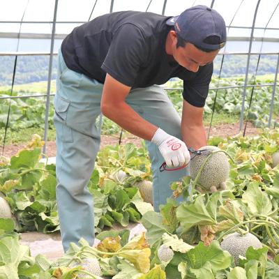 ふるさと納税 富良野市 富良野メロン赤肉　2玉(大玉)