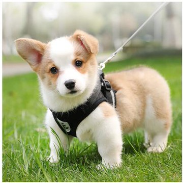 背心式狗狗牽引繩小型犬胸背帶泰迪柯基小狗幼犬狗錬子遛狗繩胸背 幸福驛站