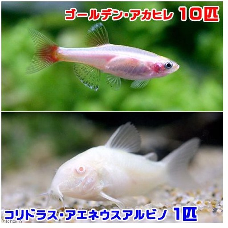 熱帯魚 ゴールデンアカヒレ １０匹 コリドラス アエネウスアルビノ １匹 北海道 九州航空便要保温 通販 Lineポイント最大0 5 Get Lineショッピング