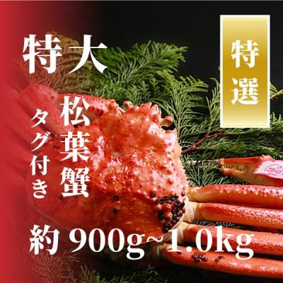 ふるさと納税 鳥取市 松葉ガニ 特大サイズ 約900g〜1kg タグ付(茹で)