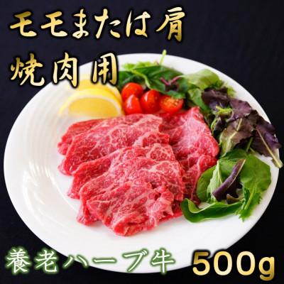 ふるさと納税 養老町 養老ハーブ牛　モモまたは肩　焼肉用　500g