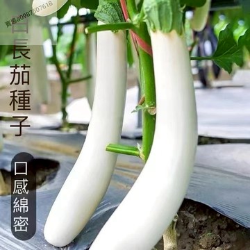 現貨 新品種 白茄子（50粒）白色長茄種子 白玉茄 白雪公主茄子種子 四季種植 高產佳