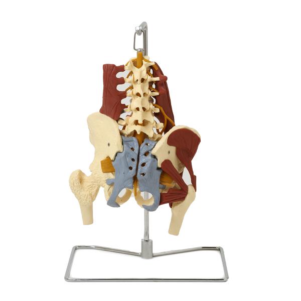 7ウェルネ 骨盤模型 人体模型 主要筋・靭帯・神経付 実物大 骨格模型 骨格標本 骨模型 骸骨模型 人骨模型 骨格モデル 人体モデル