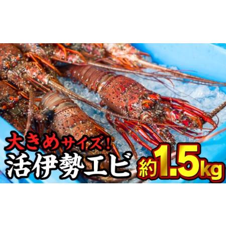 ふるさと納税 活伊勢エビ 約1.5kgセット （２?５尾）《10月12日〜4月期間限定出荷：先行予約も可（到着日時指定必須商品）》　HA-57 三重県尾鷲市