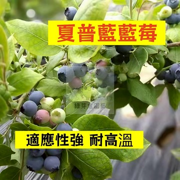 🌱早熟高產 夏普藍藍莓種子LM-17 進口品種 適應性強 耐高溫 易生長  高產 抗病抗旱易種植 高產盆栽樹株水果種子