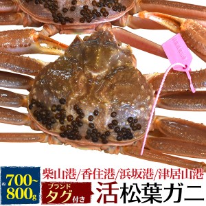 活松葉ガニ 約700～800g カニ 蟹 かに 松葉ガニ 産地直送 産地証明タグ付き 活蟹 ズワイガニ 活けカニ 活けガニ カニ鍋 焼きガニ お刺身