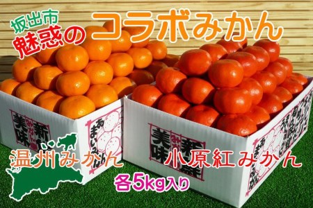 小原紅早生  完熟温州 セット 約10kg 小原紅早生みかん約5kg  完熟温州みかん約5kg S ～ Lサイズ ｜ みかん