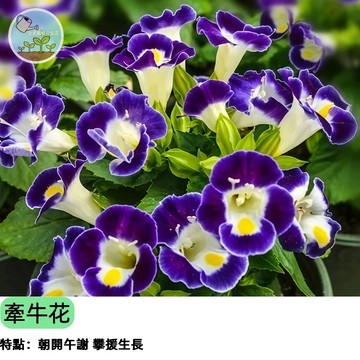 💙【夏日消暑必種】夏堇種子 戀戀藍白 耐熱耐曬 爆花機器 陽台花園必備 新手友善 花期超長 台灣氣候超好種