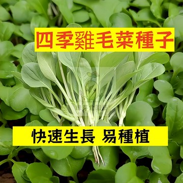 🌱早熟高產 🥬四季雞毛菜種子JMC-2 四季可種 快速生長 不挑土壤 小白菜 抗病性強 易種植田栽庭院盆栽蔬菜種子