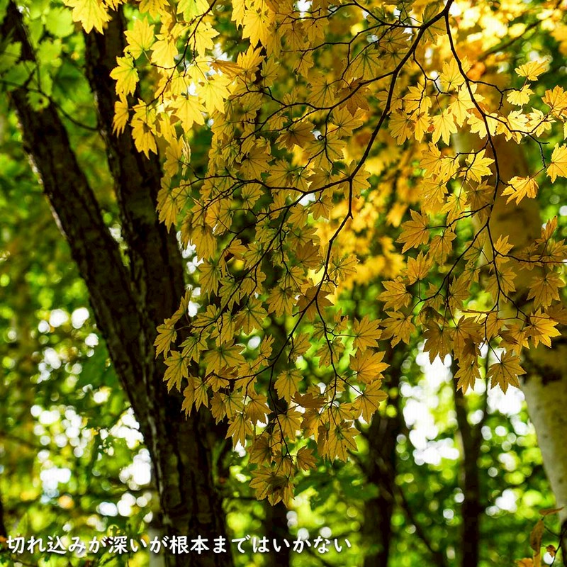 ソヨゴ 株立ち 2.5m 露地 2本 苗木 - 植木、庭木