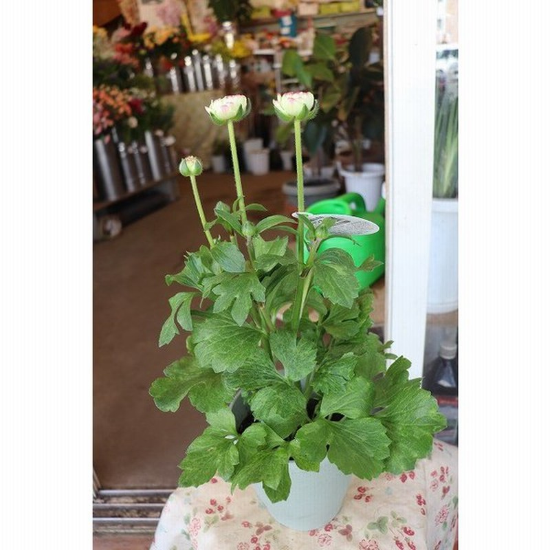 ２２ラナンキュラス 蕾 苗 鉢花 蕾 ラックスとのハイブリッド サリー５号鉢 通販 Lineポイント最大0 5 Get Lineショッピング