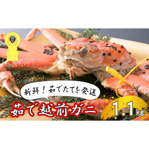 ふるさと納税 福井県 若狭町 茹で越前ガニ食通もうなる本場の味をぜひ、ご堪能ください。約1.1kg以上 越前がに 越前かに 越前カニ カニ ボイルガ…