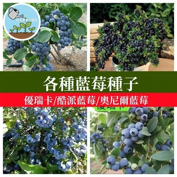 🫐【台灣品種】藍莓/樹莓種子   果樹盆栽 南高叢北高叢 奧尼爾優瑞卡 四季果樹 陽台果園 果苗 家庭農場 種植組