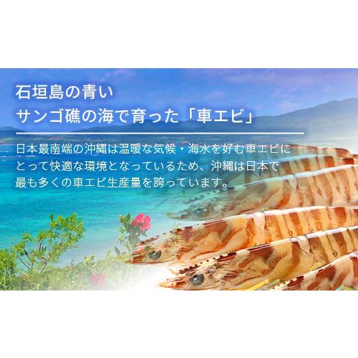 ふるさと納税 沖縄県 石垣市 車えび500g25尾 〜 33尾 沖縄県 石垣島 石垣市 クルマエビ くるまえび Sサイズエビ 海老 えび BE-5