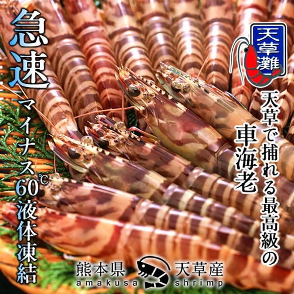 車海老 刺身用 新物 活〆冷凍 車えび ML 1kg [30-44尾] 熊本県天草 車エビ 急速冷凍 クルマエビ 高級 産直［お歳暮 ギフト プレゼント］