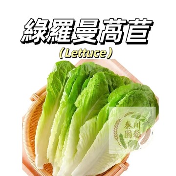 嘉義現貨（綠羅曼生菜種子WJ-10 ）甜脆多產~綠色高營養生吃生菜萵苣種子~新手易種 高產萵苣#蔬菜種子#葉菜類