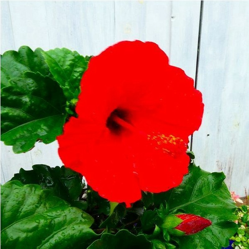 ハイビスカス ハニーブラウン 5号鉢 茶色 夏の花 熱帯花木 鉢花 2611 通販 Lineポイント最大0 5 Get Lineショッピング