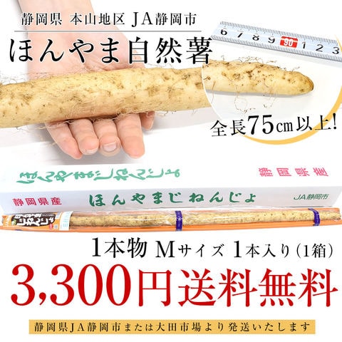 静岡県 JA静岡市 本山自然薯 ほんやまじねんじょ 1本物 Mサイズ 1本入り 送料無料 山芋 やまいも とろろ