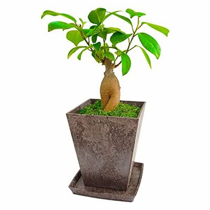 ガジュマルおしゃれな和風デザイン がじゅまる 盆栽 苔 コケ 和風 観葉植物 観葉植物おしゃれ 室内用 多幸の木 誕生日用 花言葉 健康 通販 Lineポイント最大0 5 Get Lineショッピング