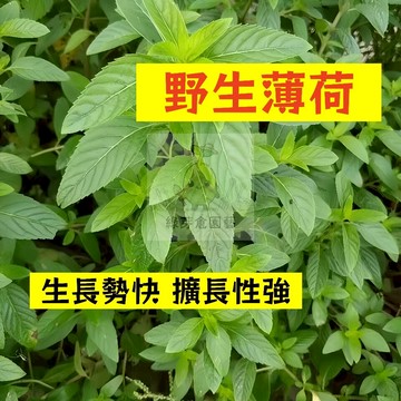 🌱早熟高產 野生薄荷種子BH-5 生長勢快 擴長性強 蕃荷葉 土薄荷 升陽菜 野薄荷 南薄荷 易種植 高產陽台盆栽種籽