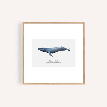 藍鯨 Blue Whale / 海洋動物 正方形掛畫 海報 無框畫 裝飾畫