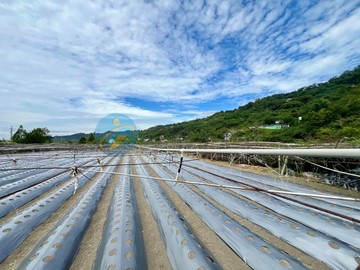 苗栗卓蘭｜特地農業區｜番茄草莓開心農場｜苗栗縣卓蘭鎮豐田