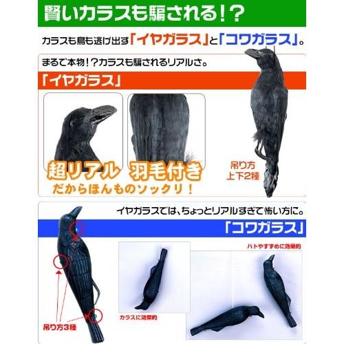 ミツギロン 鳥獣害用品 迷惑鳥撃退 天然羽毛リアルタイプ イヤガラス EG-38 ブラック